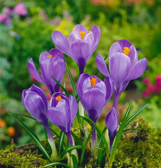 Crocus