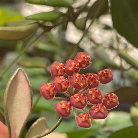 Hoya 'DS-70' - www.augi-plants.lv
