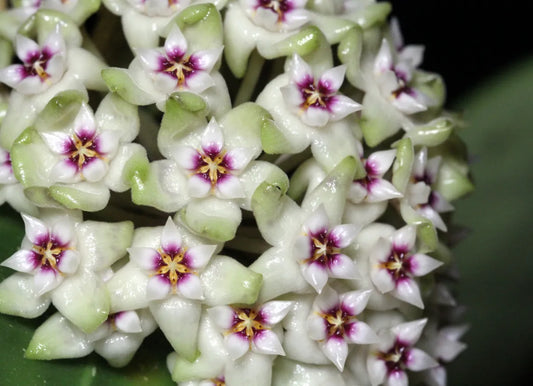 Hoya Parasitica - www.augi-plants.lv