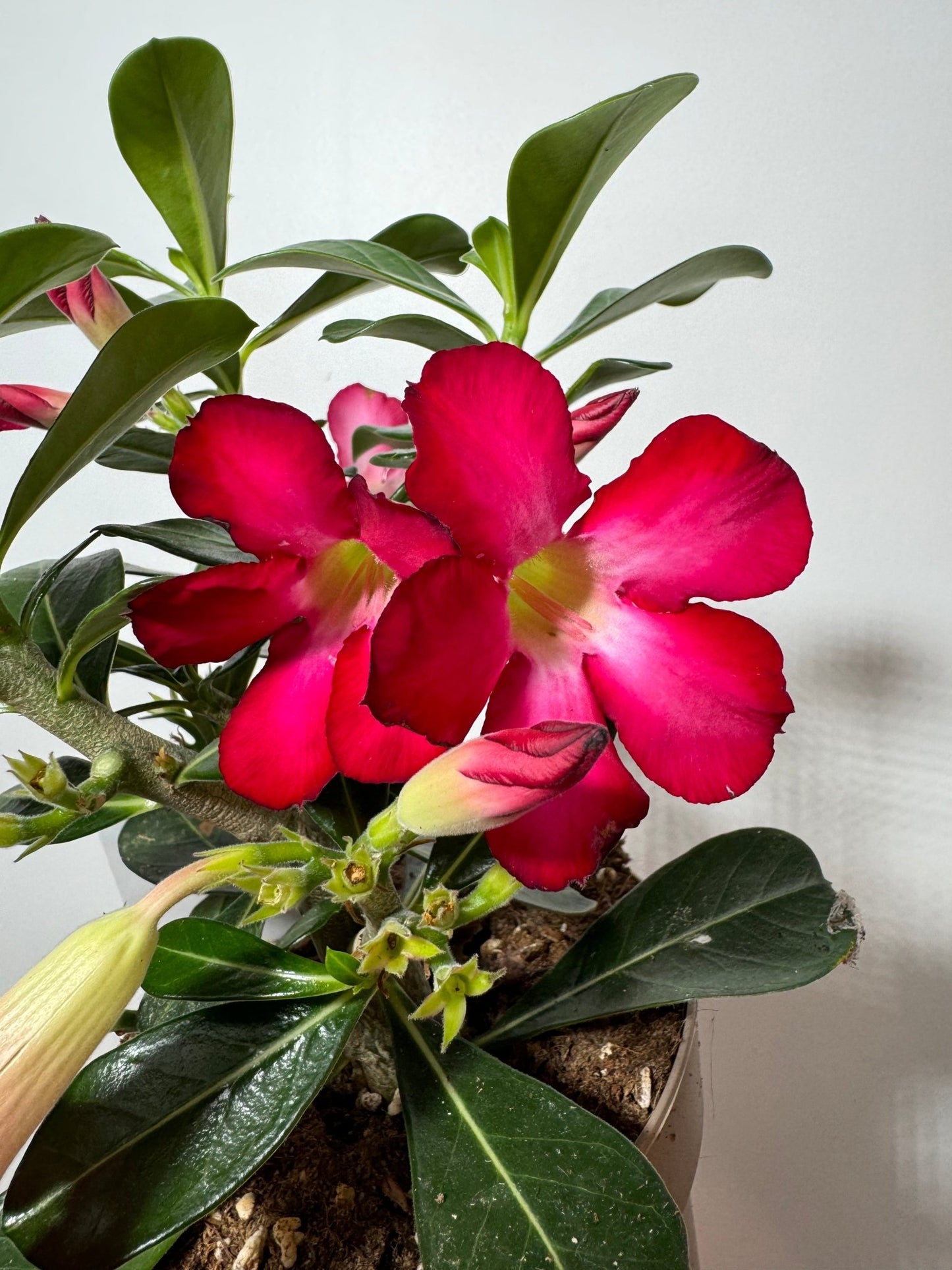 Adenium obesum Anouk - www.augi-plants.lv