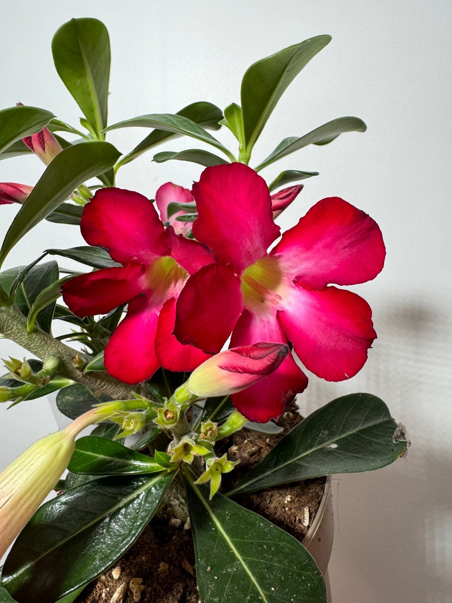 Adenium obesum Anouk - www.augi-plants.lv