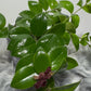 Aeschynanthus Monarda Lisa/ Lipstick plant - www.augi - plants.lv