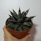 Agave Victoriae reginae - www.augi-plants.lv