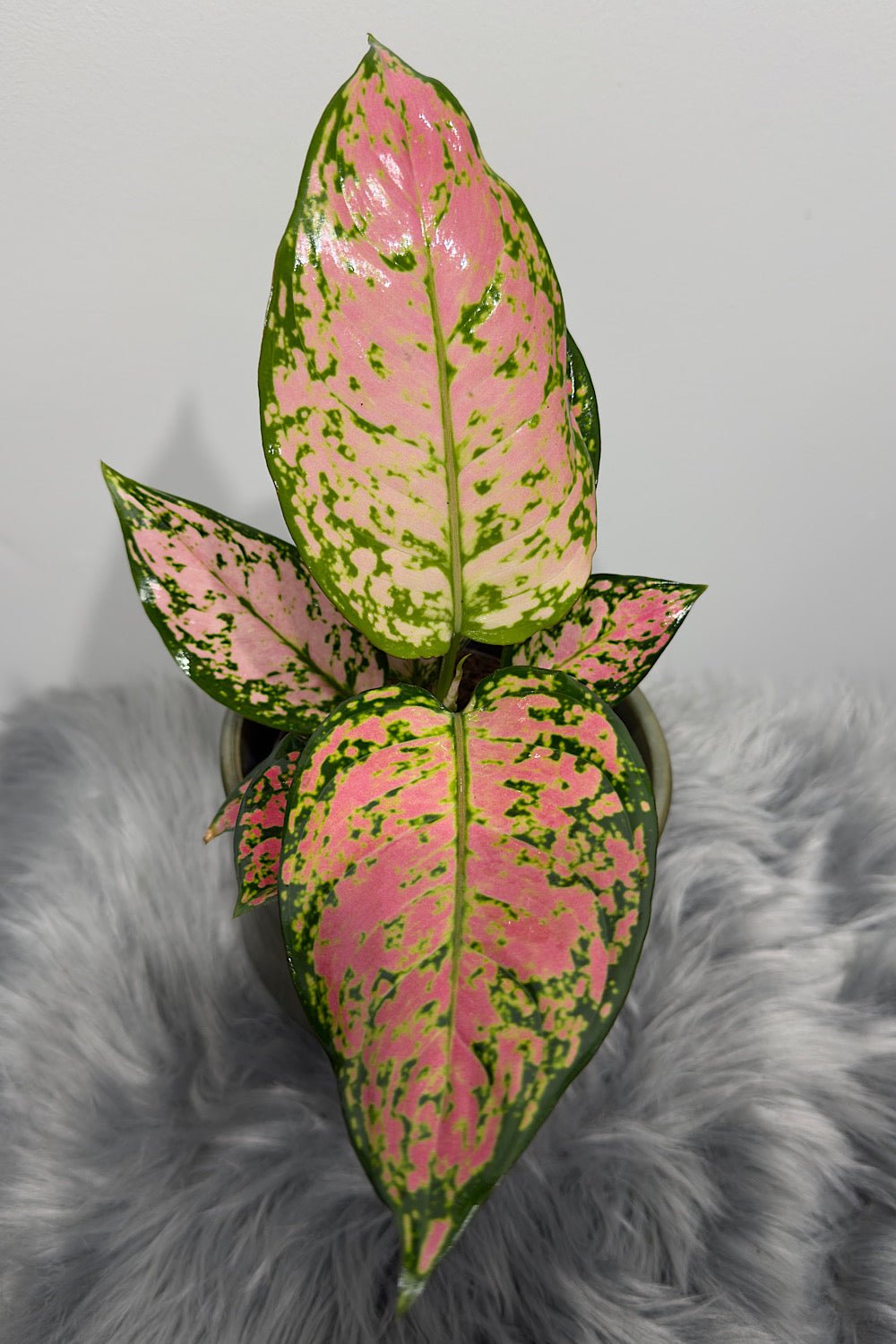 Aglaonema 16 - www.augi-plants.lv