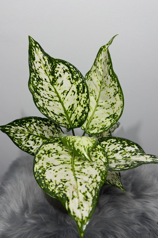 Aglaonema 8 - www.augi - plants.lv
