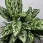 Aglaonema Laurel Green - www.augi-plants.lv