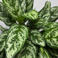 Aglaonema Laurel Green - www.augi-plants.lv