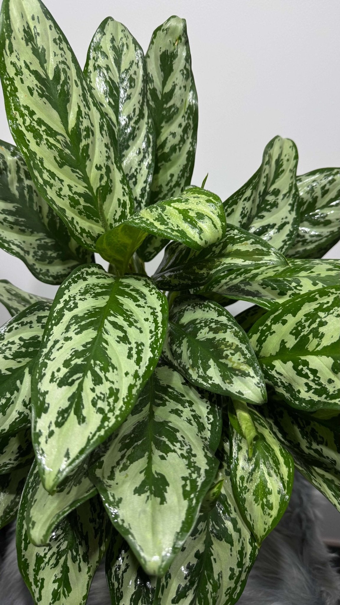 Aglaonema Laurel Green - www.augi-plants.lv