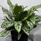 Aglaonema Laurel Green - www.augi-plants.lv
