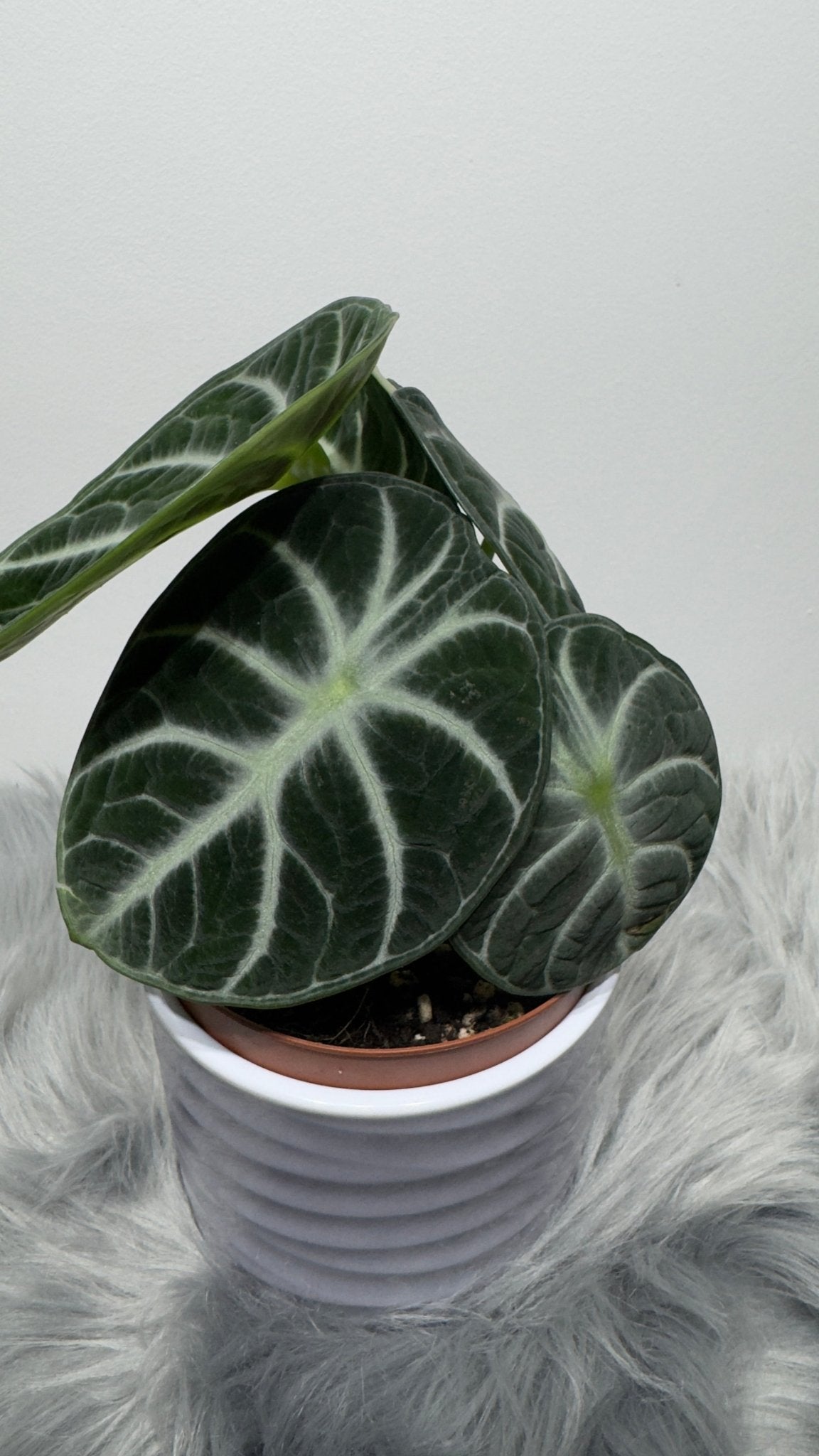 Alocasia Ninja - www.augi - plants.lv
