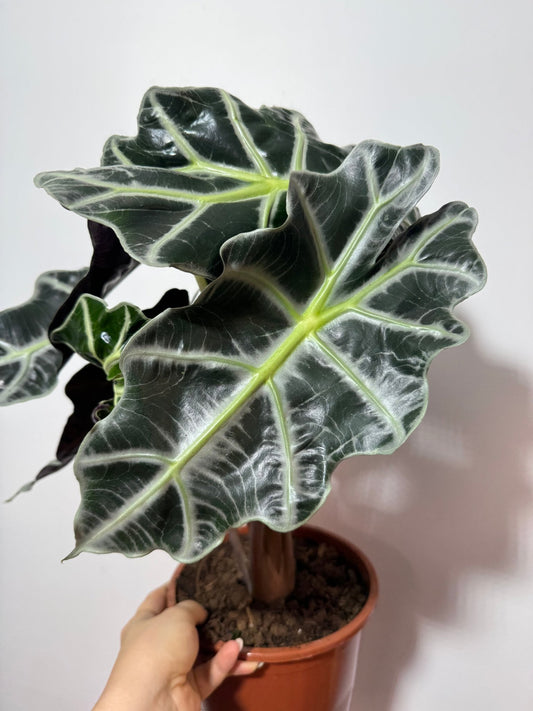 Alocasia Polly - www.augi-plants.lv