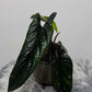 Alocasia Scalprum - www.augi-plants.lv
