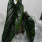 Alocasia Scalprum - www.augi-plants.lv