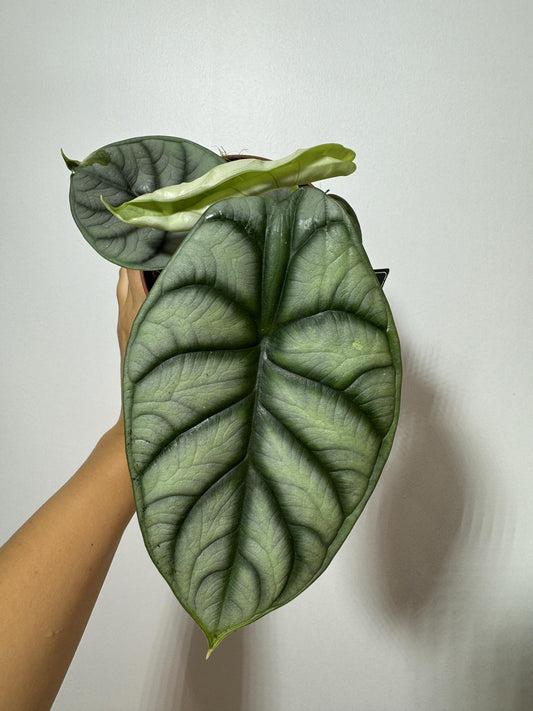 Alocasia Silver Dragon - www.augi - plants.lv