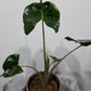 Alocasia Stingray - www.augi-plants.lv
