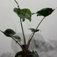 Alocasia Stingray - www.augi-plants.lv