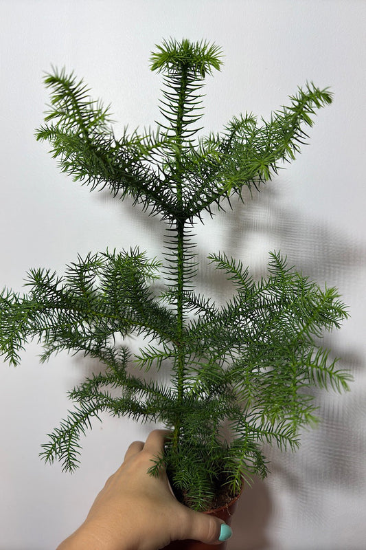 Araucaria Heterophyl - www.augi-plants.lv