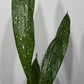 Aspidistra elatior Milky Way Mājas svētība - www.augi-plants.lv
