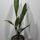 Aspidistra elatior Milky Way Mājas svētība - www.augi-plants.lv