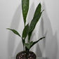 Aspidistra elatior Milky Way Mājas svētība - www.augi-plants.lv