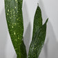 Aspidistra elatior Milky Way Mājas svētība - www.augi-plants.lv