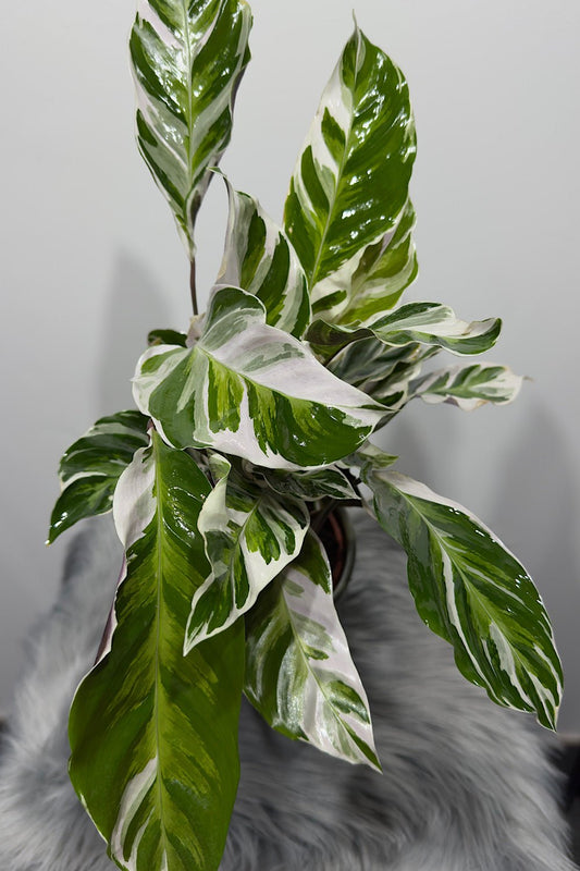 Calathea Fusion White - www.augi - plants.lv