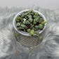 Ceropegia woodii - www.augi - plants.lv