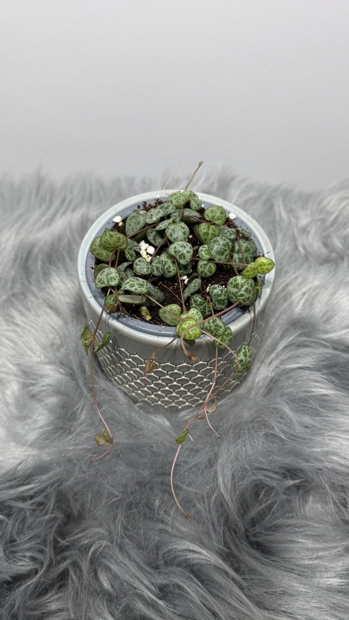 Ceropegia woodii - www.augi - plants.lv