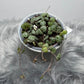Ceropegia woodii - www.augi - plants.lv