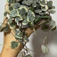 Ceropegia Woodii variegata String of hearts variegata - www.augi-plants.lv