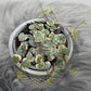 Ceropegia Woodii variegata String of hearts variegata - www.augi-plants.lv