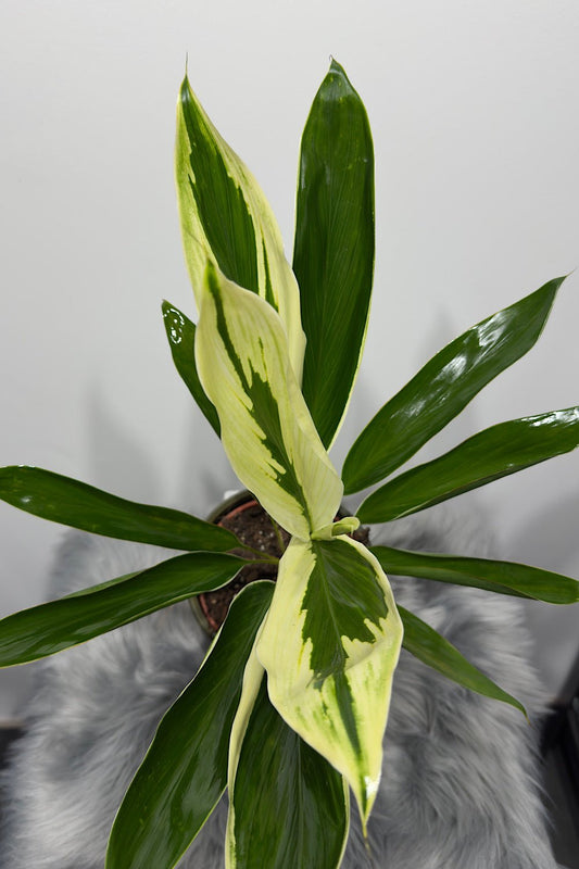 Cordyline 3 - www.augi - plants.lv