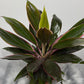 Cordyline 5 - www.augi-plants.lv