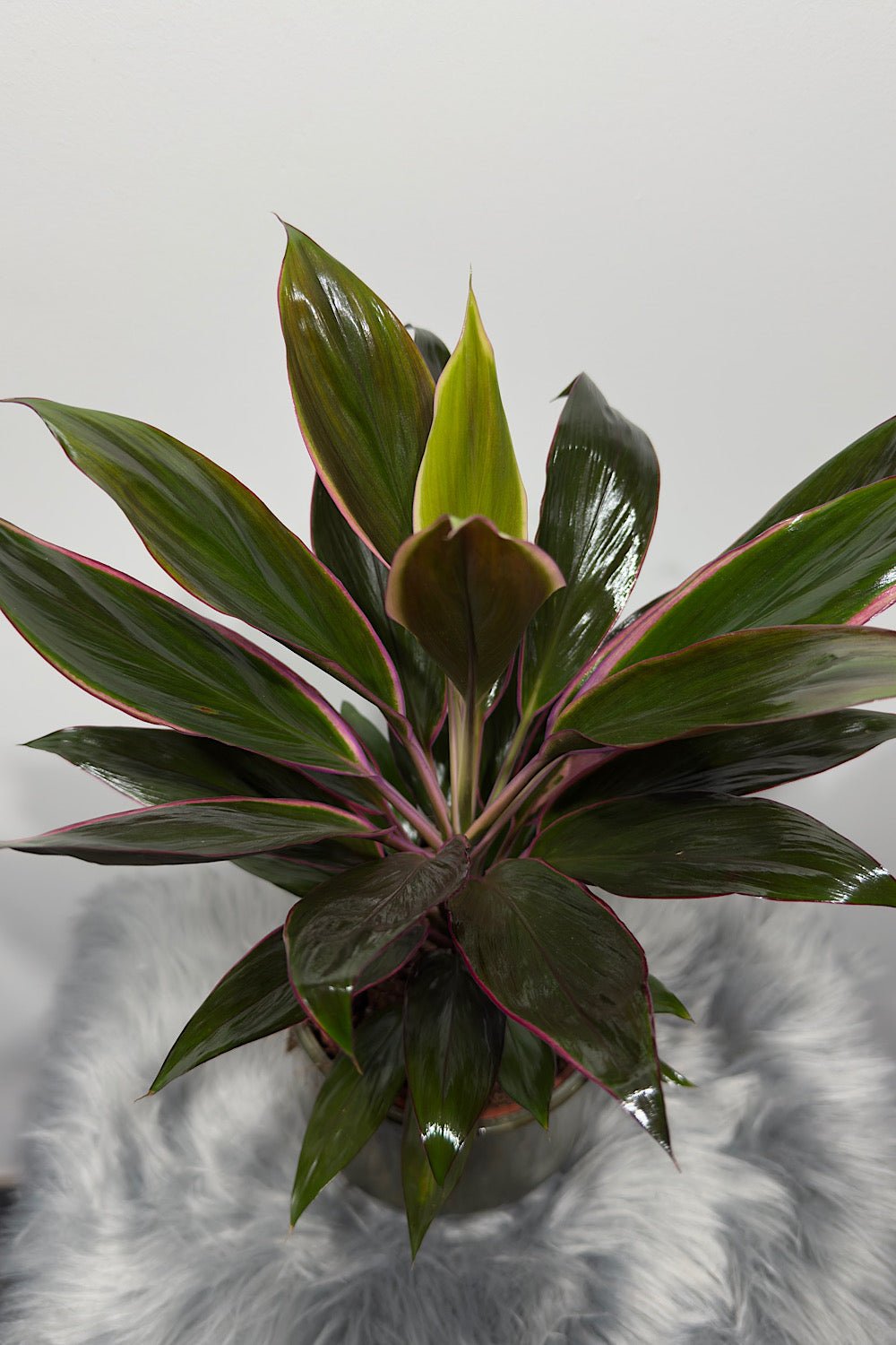 Cordyline 5 - www.augi - plants.lv