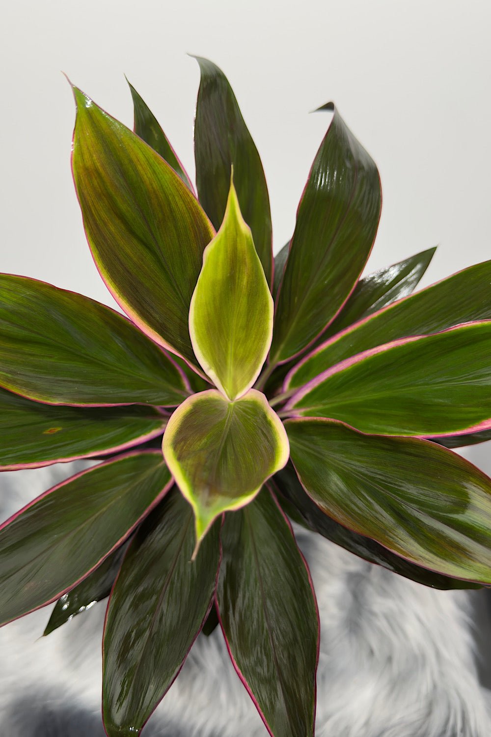 Cordyline 5 - www.augi - plants.lv
