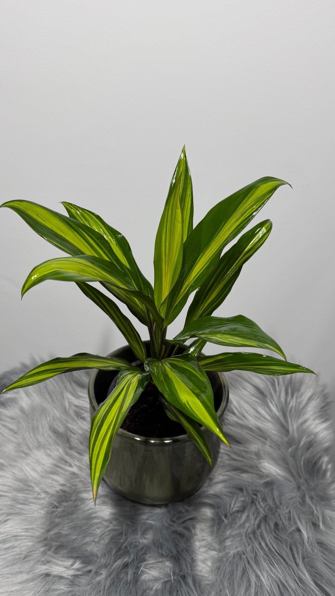 Cordyline Kiwi - www.augi - plants.lv