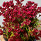 Crassula Schmidtii - www.augi-plants.lv