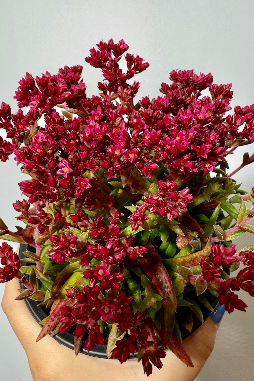 Crassula Schmidtii - www.augi-plants.lv