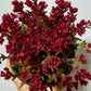 Crassula Schmidtii - www.augi-plants.lv