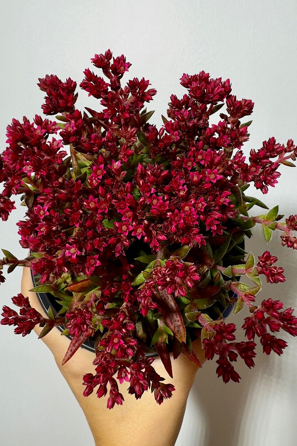 Crassula Schmidtii - www.augi-plants.lv