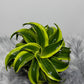 Dracaena Tornado - www.augi-plants.lv