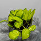 Epipremnum Kiwi - www.augi - plants.lv