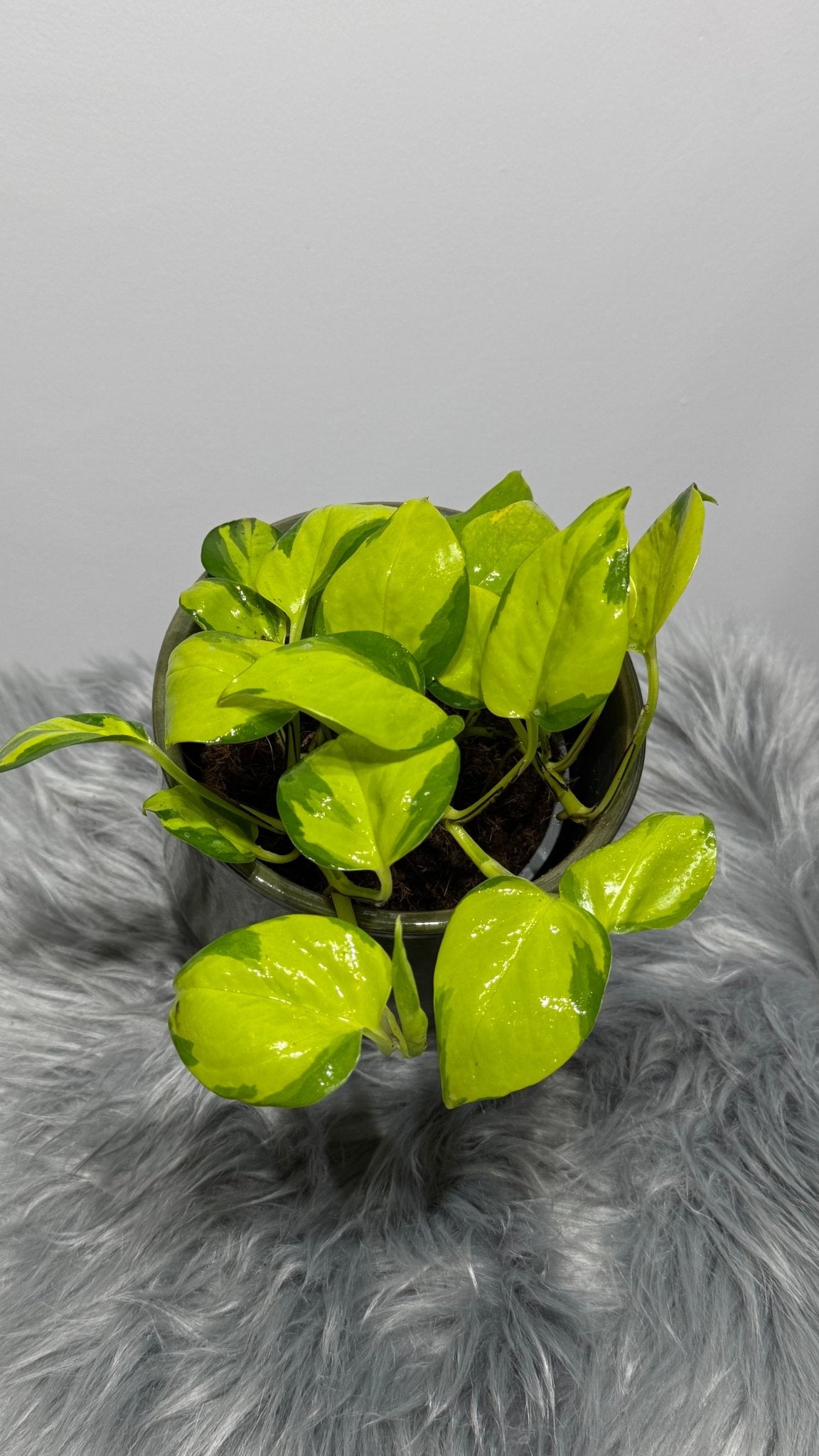 Epipremnum Kiwi - www.augi - plants.lv