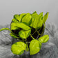 Epipremnum Kiwi - www.augi - plants.lv