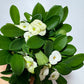 Euphorbia Milii White - www.augi-plants.lv