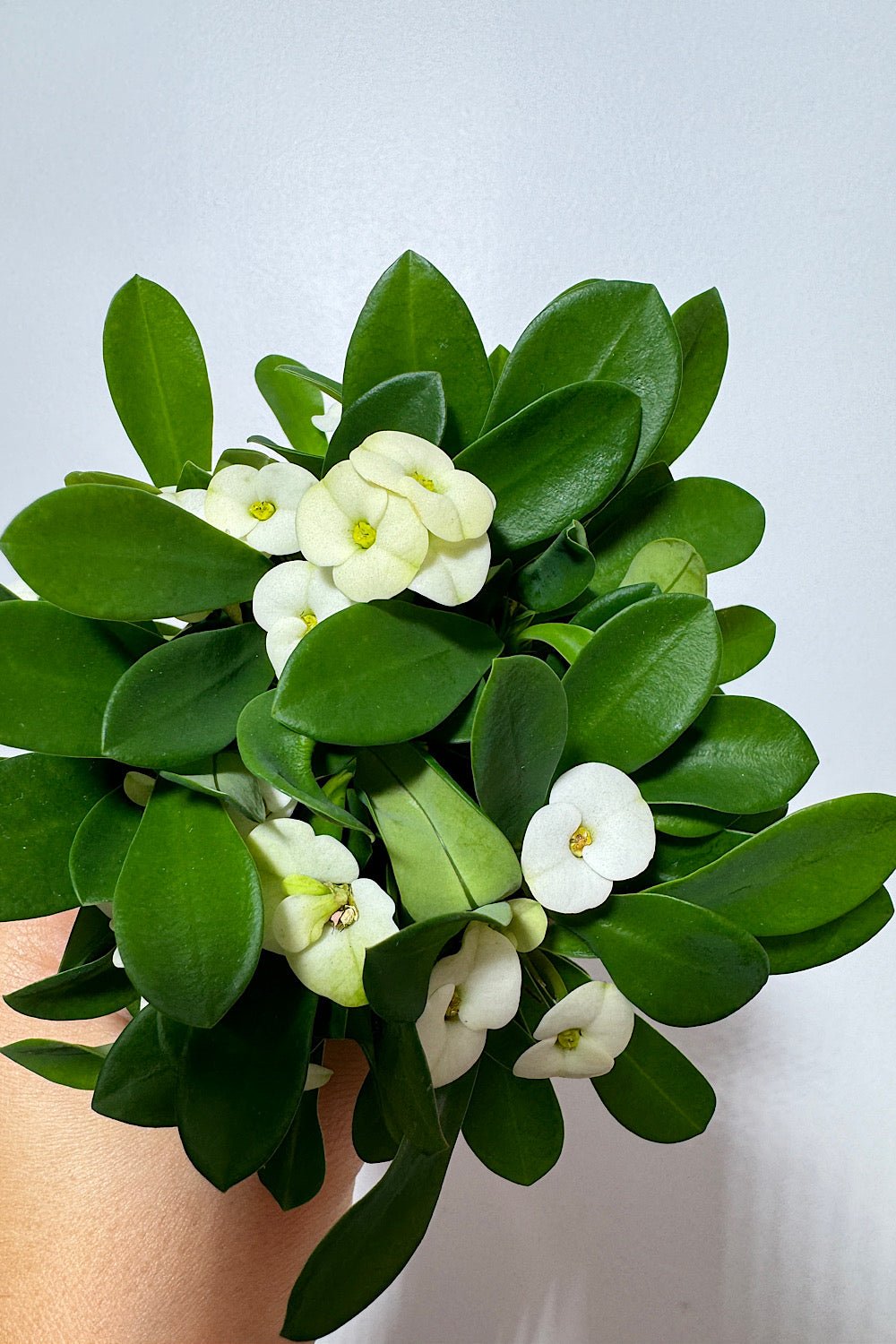 Euphorbia Milii White - www.augi-plants.lv