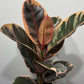 Ficus elastica Belize - www.augi-plants.lv