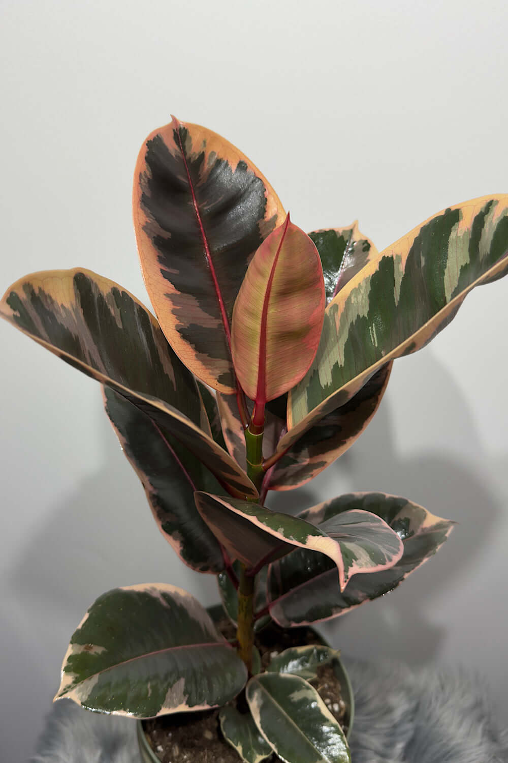 Ficus elastica Belize - www.augi-plants.lv