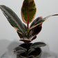 Ficus elastica Belize - www.augi-plants.lv