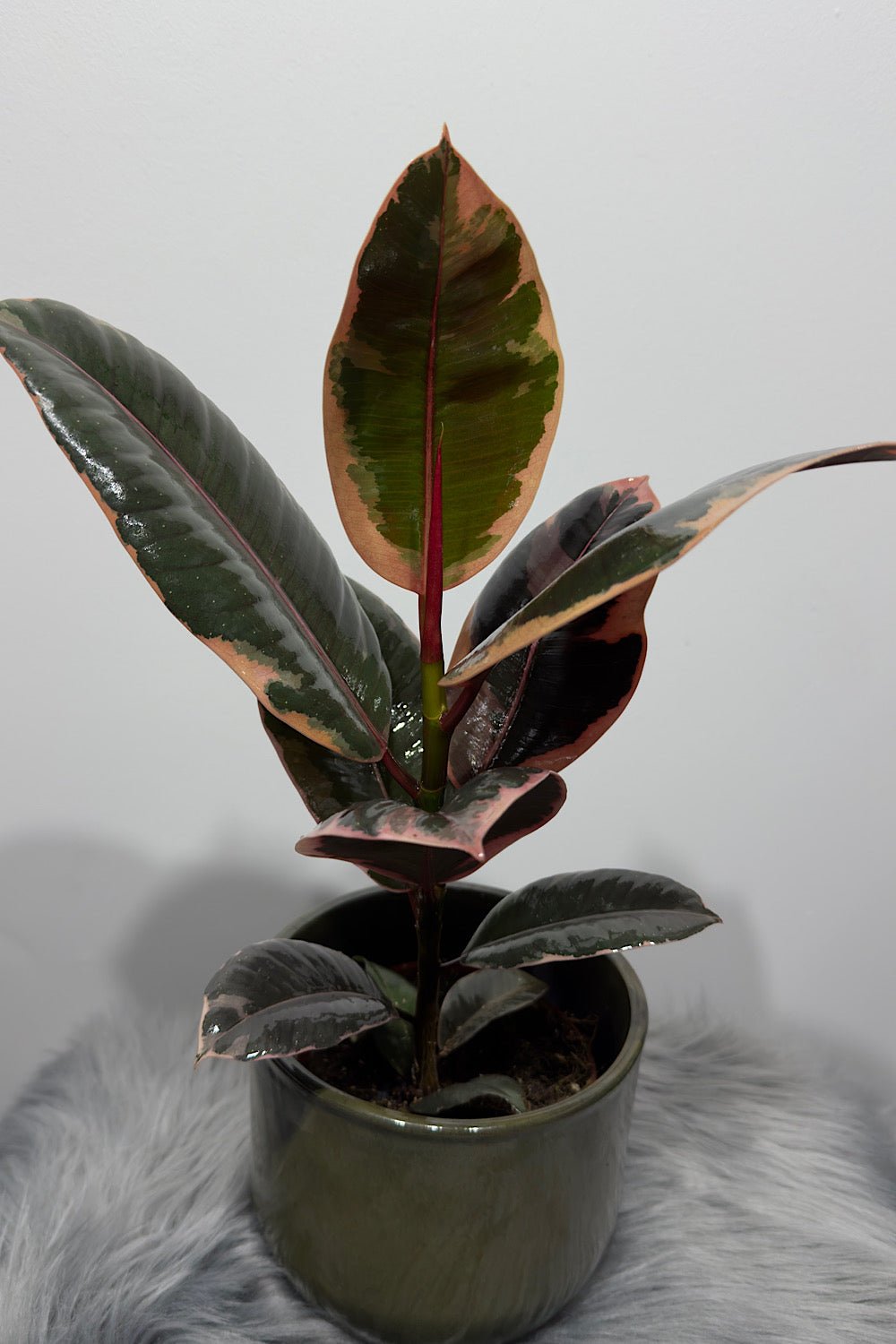 Ficus elastica Belize - www.augi-plants.lv